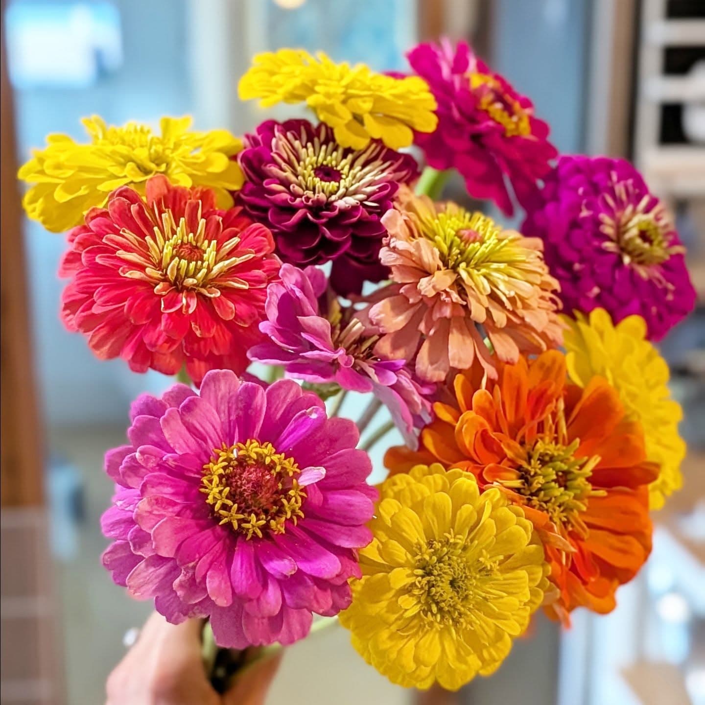Fresh zinnias harvested at Grace's Flower Farm