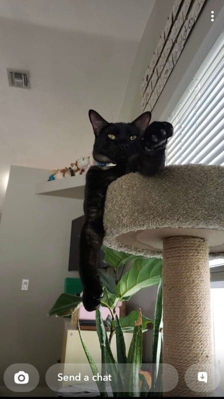 Friendly black cat