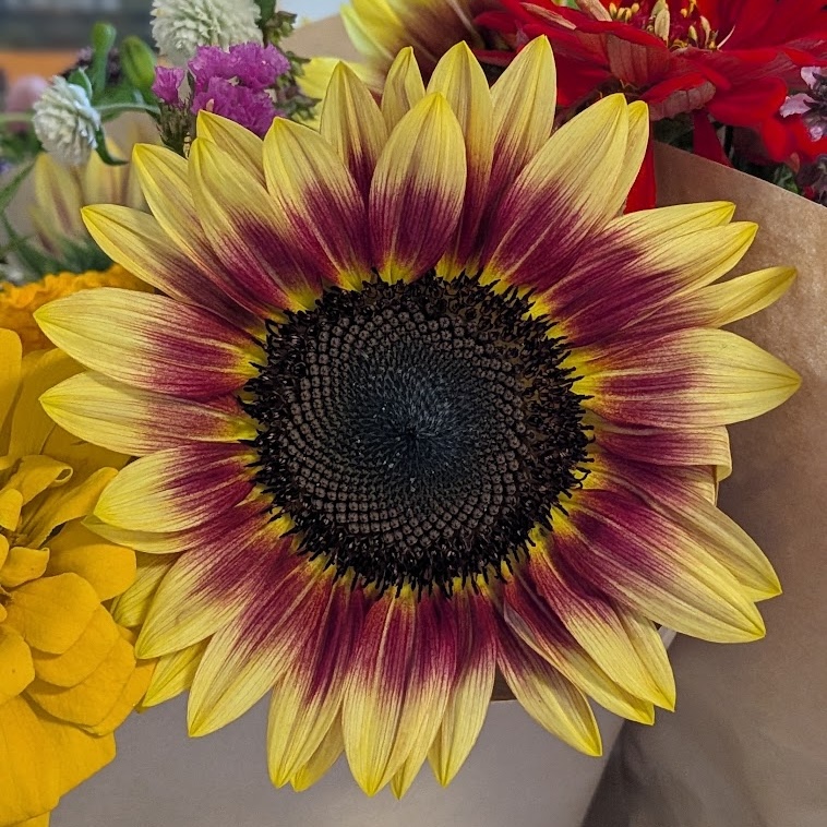 Close-up of a burgundy and gold sunflower